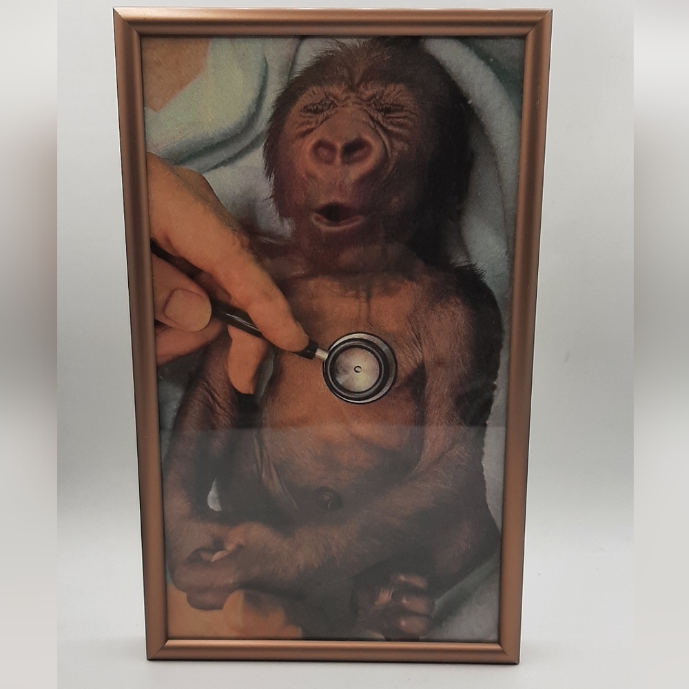 Unique Western Lowland 3 Day Old Gorilla Getting a Check Up Framed Art